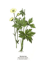 Botanical illustration.