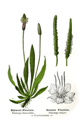 Botanical illustration. © ruskpp