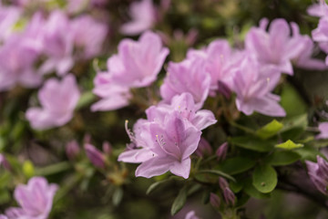 春のお花畑　カラフル