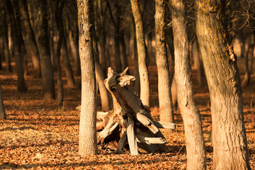 a fallen dried tree without leaves on the shore of the Volga. Astrakhan Region. Russia. Concept: withering loneliness death old age ruin death end