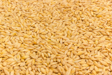 Background of the whole barley grains at selective focus