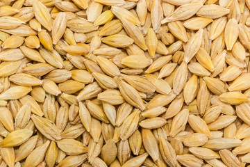 Background of the whole barley grains closeup