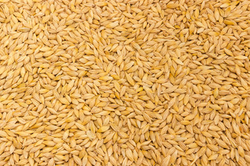 Background of the whole barley grains