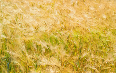 Background of fragment of the field with ripening barley