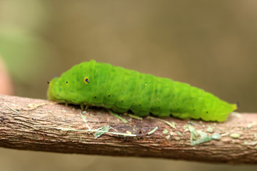 Fototapeta premium green horned caterpillar. this type of caterpillar is many found in tropical forests, such as in indonesia. this caterpillar has black and yellow horn on the head. it usually eat leaf as the meal