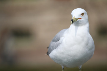 portrait of a Ring-Billed seagull bird