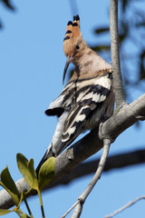 Hoopoe on a tree branch in sunny day. Ukraine.
