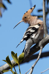 Hoopoe on a tree branch in sunny day. Ukraine.