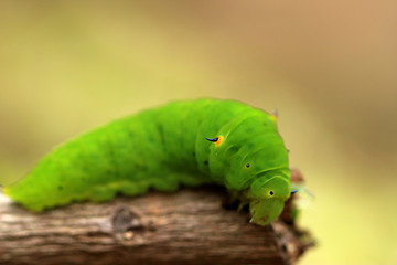 green horned caterpillar. this type of caterpillar is many found in tropical forests, such as in indonesia.  this caterpillar has black and yellow horn on the head. it usually eat leaf as the meal