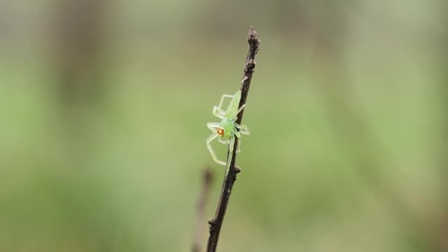 4K Magnolia Green Jumper (Lyssomanes viridis) Jumping Spider Waits For Prey 1