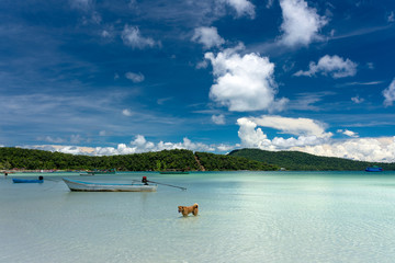 Fototapeta na wymiar Island dog hunting for fish in turquoise clean water on tropical island. Saracen Bay, Koh Rong Samloem. Cambodia, Asia.
