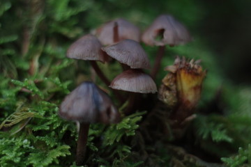 Mycena haematopus (mushrooms)