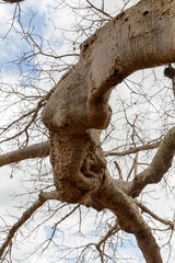 Baobabbaum (Adansonia digitata) - Afrikanischer Affenbrotbaum - Tansania 