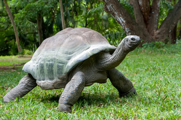 Obraz premium Turtle in grass