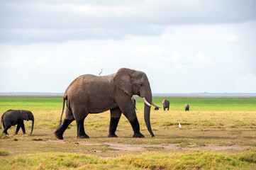 Naklejka na ściany i meble Elephant in National park of Kenya