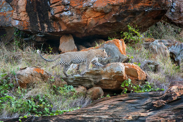 Leopard in National park of Kenya