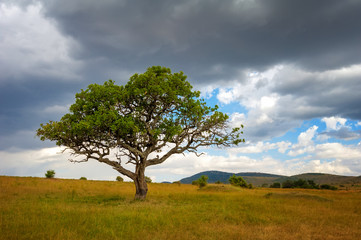 Fototapeta na wymiar Landscape with nobody tree in Africa