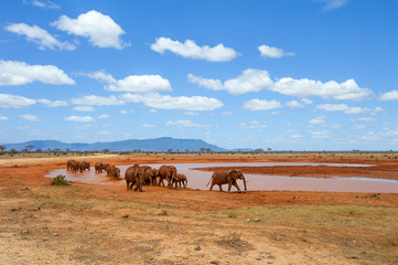 Elephant in water. National park of Kenya
