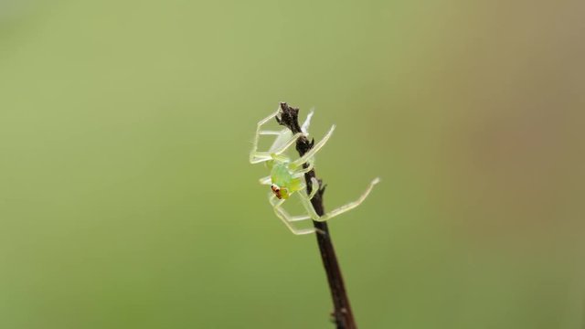 4K Magnolia Green Jumper (Lyssomanes viridis) Jumping Spider Waits For Prey 2