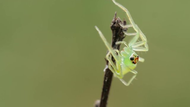 4K Magnolia Green Jumper (Lyssomanes viridis) Jumping Spider Jumps From Twig