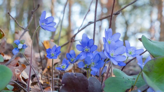 Flowers liverwort wake up in the morning, time-lapse