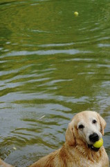 Yellow Labrador retriever swimming and playing tennis balls in the natural pond with beautiful water background. Water in the pond are bright green and so cold make the dog refreshing and joyful.