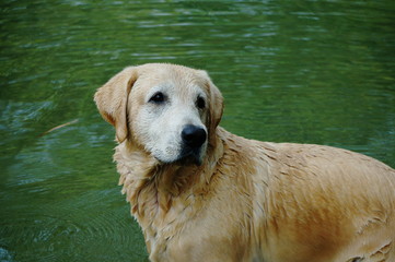 Yellow Labrador retriever swimming and playing tennis balls in the natural pond with beautiful water background. Water in the pond are bright green and so cold make the dog refreshing and joyful.