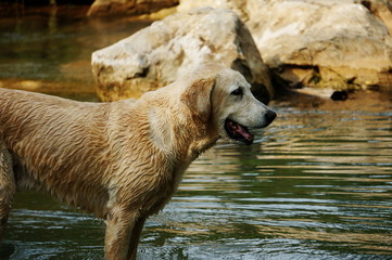 Yellow Labrador retriever swimming and playing tennis balls in the natural pond with beautiful water background. Water in the pond are bright green and so cold make the dog refreshing and joyful.