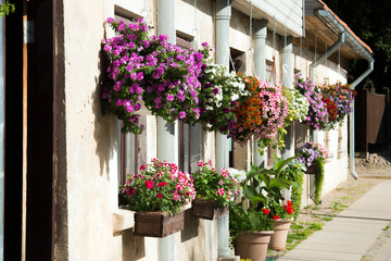 Fototapeta na wymiar Petunia flowers in pots on the wall. Flowering plants, house decorating