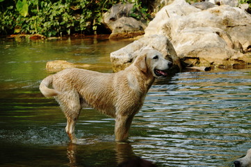 Yellow Labrador retriever swimming and playing tennis balls in the natural pond with beautiful water background. Water in the pond are bright green and so cold make the dog refreshing and joyful.
