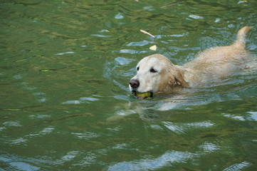 Yellow Labrador retriever swimming and playing tennis balls in the natural pond with beautiful water background. Water in the pond are bright green and so cold make the dog refreshing and joyful.
