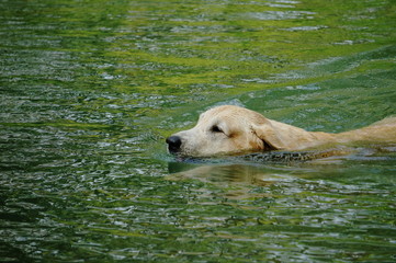 Yellow Labrador retriever swimming and playing tennis balls in the natural pond with beautiful water background. Water in the pond are bright green and so cold make the dog refreshing and joyful.