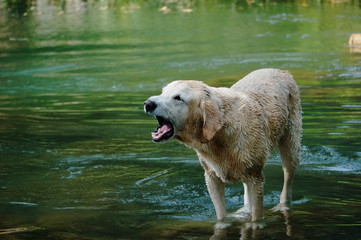 Yellow Labrador retriever swimming and playing tennis balls in the natural pond with beautiful water background. Water in the pond are bright green and so cold make the dog refreshing and joyful.