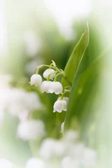 Crédence de cuisine en verre imprimé Muguet Maiglöckchenblüte mit hellem Rahmen soft