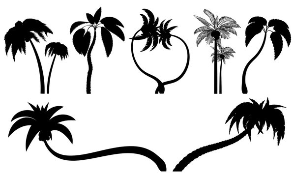 Set tropical palm trees with leaves, mature and young plants. Black silhouettes isolated on white background. Vector. Palm icon