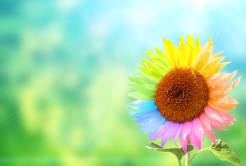 Naklejka premium Sunflower with petals painted in rainbow colors