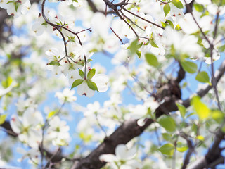 満開のハナミズキ