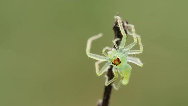 4K Magnolia Green Jumper (Lyssomanes viridis) Jumping Spider Crawls Up Twig