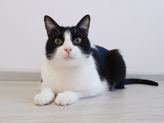 Young beautiful cute cat lying on the floor in a bright room. Curiously looking for a master or sniffing the aromas. Cute muzzle of a black and white cat