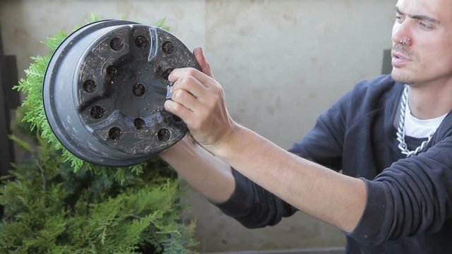 Man with piercing and a chain around neck engaged in gardening. Brutal male gardener with tunnels in ears transplants Tui round in a large container.