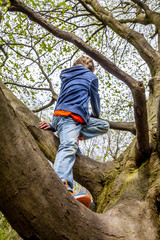 Naklejka premium Young boy climbing on a tree
