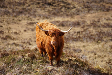 Highland Cow Shaggy Hair, Isle of Skype, Highland, Scotland