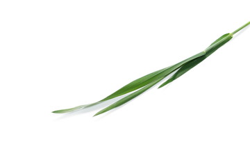 Fototapeta premium Green young wheat isolated on white background