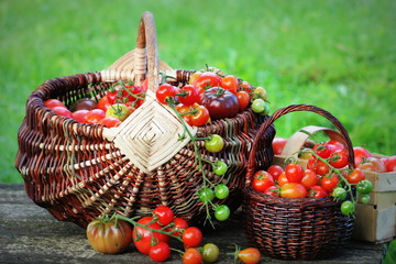 Heirloom variety tomatoes in baskets on rustic table. Colorful tomato - red,yellow , orange. Harvest vegetable cooking conception
