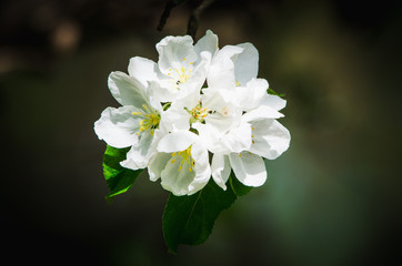 Apple tree blossoms in spring with beautiful flowers close-up