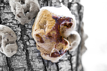 Woody mushroom covered with snow