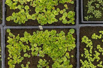 Begonia seedlings in a seed tray