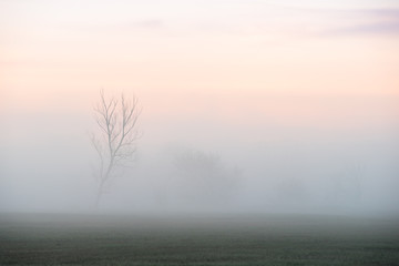 Fototapeta na wymiar Wiosenny świt. Drzewa we mgle