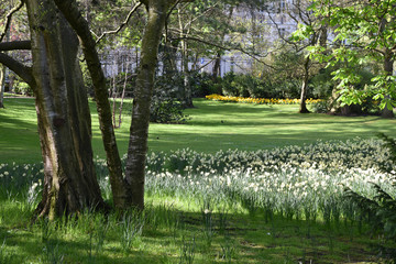 Narcisses blancs en sous-bois au jardin du Luxembourg à Paris, France