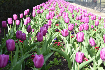 Tulipes violettes au jardin au printemps